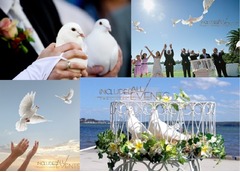 Porumbei evenimente - Inchiriere porumbei albi nunta Constanta